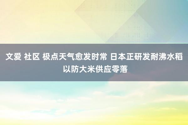 文爱 社区 极点天气愈发时常 日本正研发耐沸水稻 以防大米供应零落