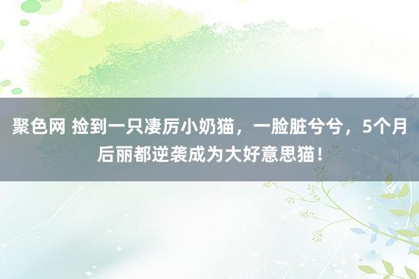 聚色网 捡到一只凄厉小奶猫，一脸脏兮兮，5个月后丽都逆袭成为大好意思猫！